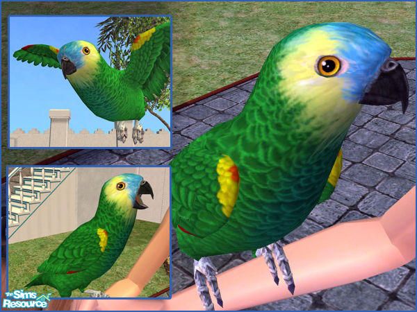The Sims Resource - Blue-Front Amazon Parrot