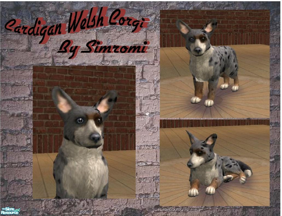 The Sims Resource - Cardigan Welsh Corgi Blue Merle